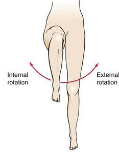 Image result for hip internal external rotation definition