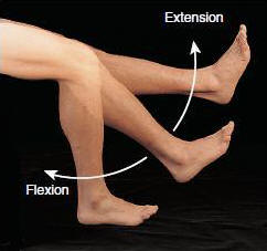 Image result for knee flexion extension definition