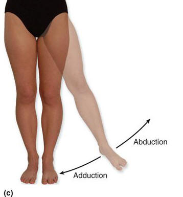 Image result for hip abduction adduction definition