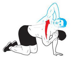 Image result for thoracic rotation definition